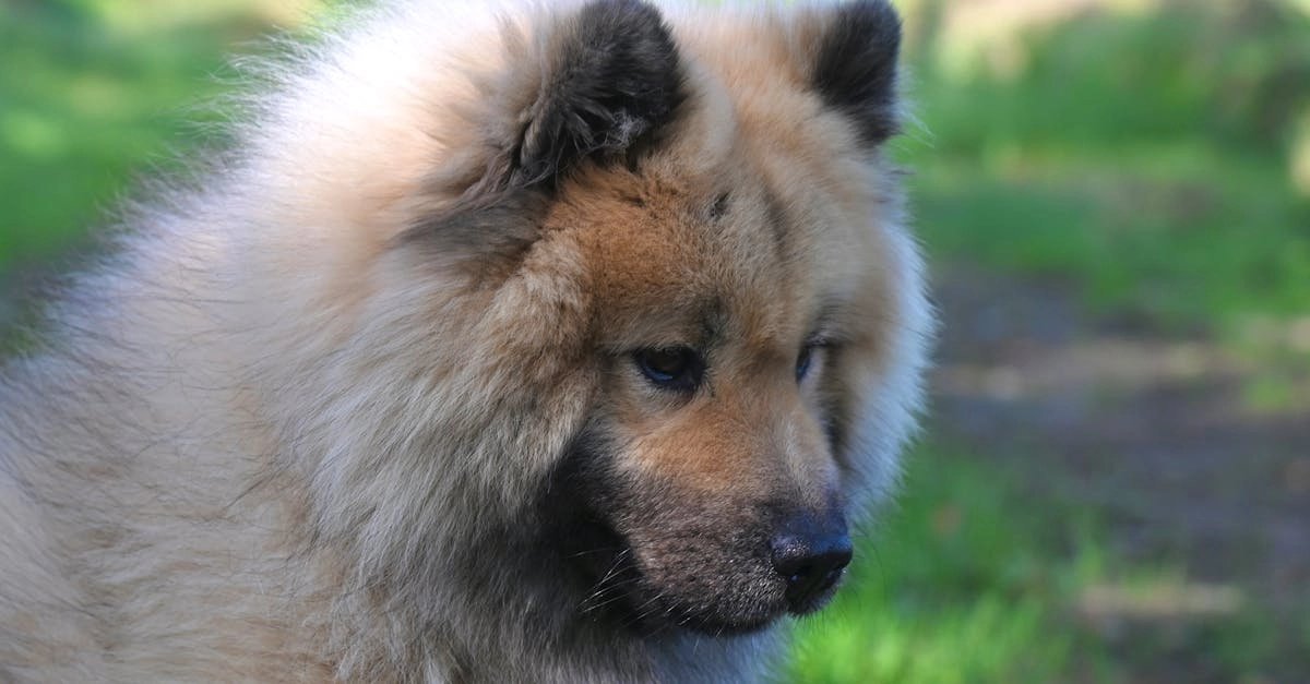 Программы лояльности казино без депозита для студентов